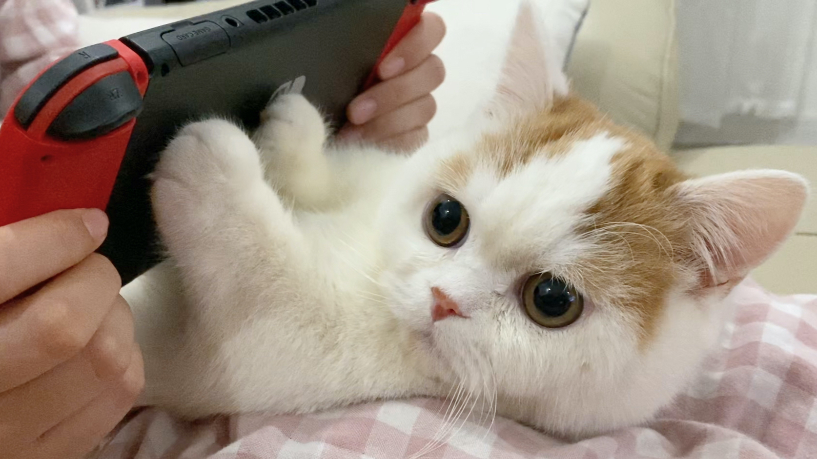 小玉:我是一只没有感情的工具猫